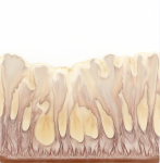 stijgbeeld chroma kristalisatie 20-12-4 Kokosbloesemsuiker Bio 1A