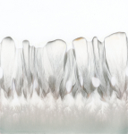 stijgbeeld chroma kristalisatie 2025-9-13 Dextrose 2A