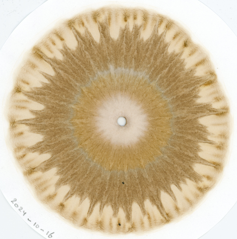 stijgbeeld chroma kristalisatie 2024-10-18 Bodem 10cm Remeker 1A