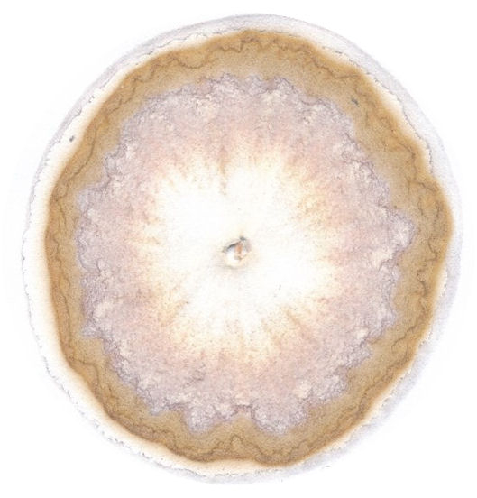 stijgbeeld chroma kristalisatie Afbeelding3