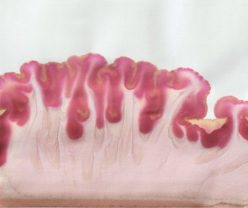 stijgbeeld chroma kristalisatie bewaarde biet 5 maanden oud-1
