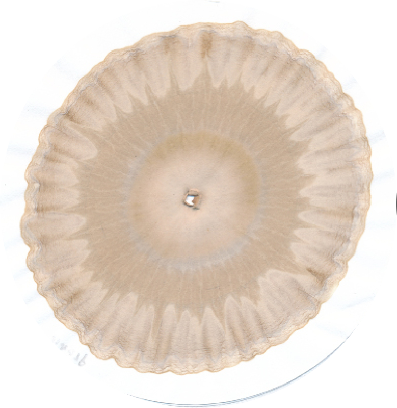 stijgbeeld chroma kristalisatie grond eigen voor tuin 2018