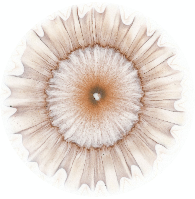 stijgbeeld chroma kristalisatie horizontaal stijgbeeld 26-6-23 van 22-6 1 op 5 verdund775