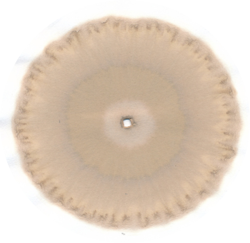 stijgbeeld chroma kristalisatie mais akker kamperveen