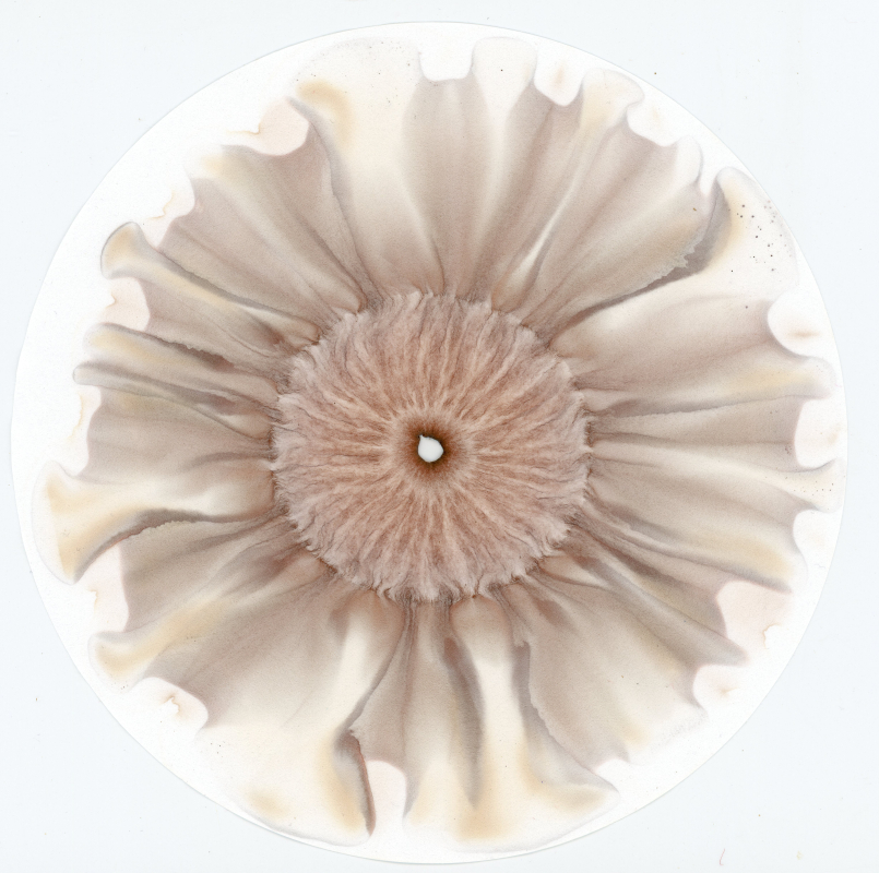 stijgbeeld chroma kristalisatie moedermelk hroizontaal Lydia 28-5-24797