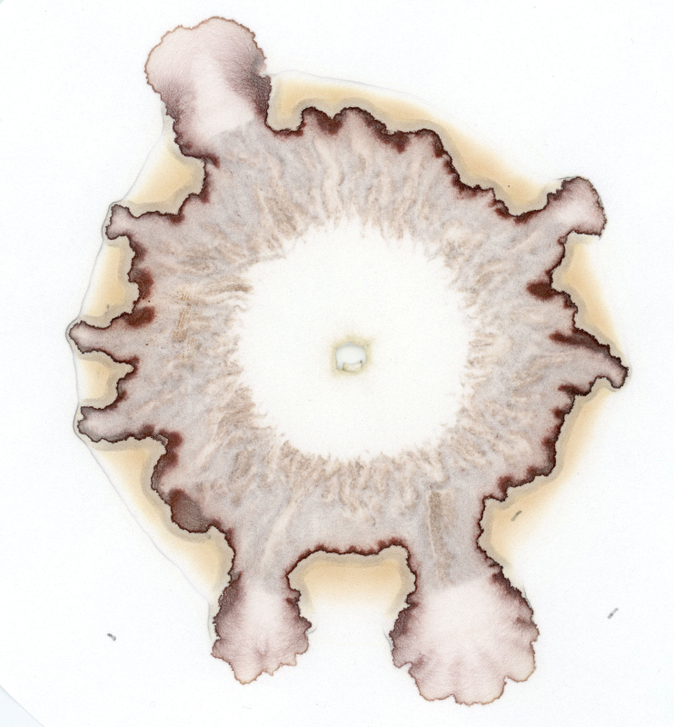 stijgbeeld chroma kristalisatie oude kaas aldi 20-5-21