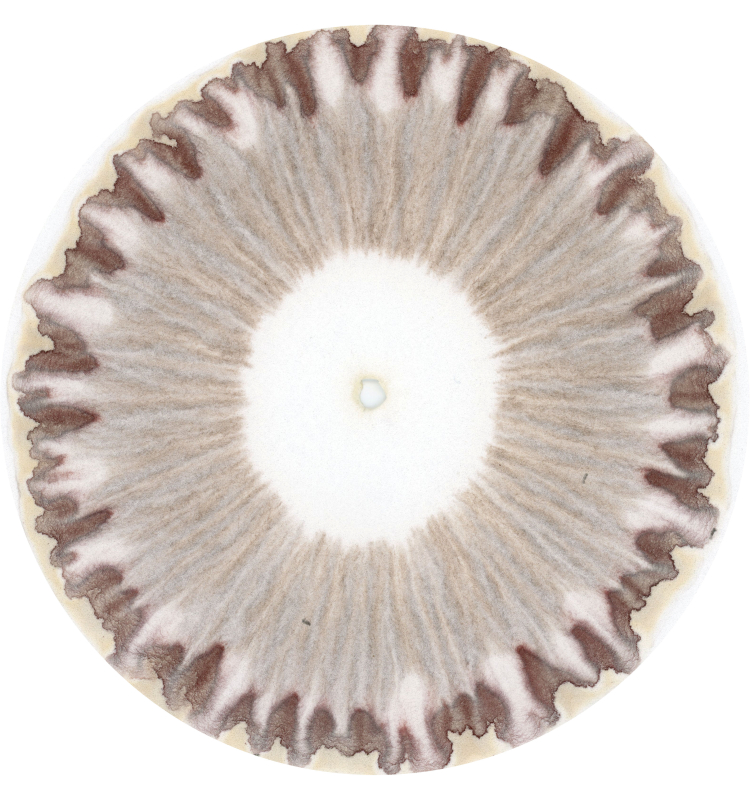 stijgbeeld chroma kristalisatie oude kaas hondspol 20-5-21